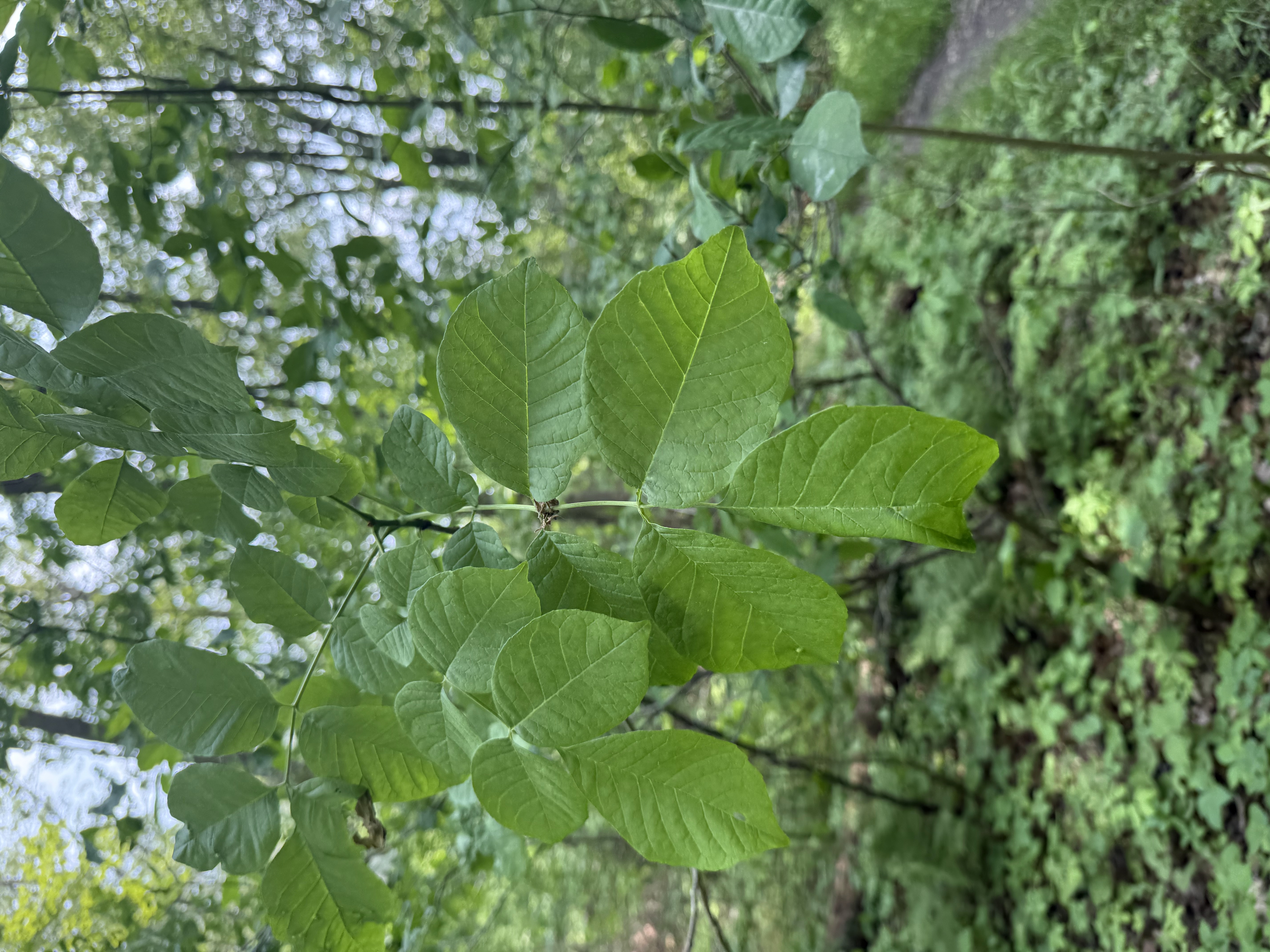 Department and student collaboration