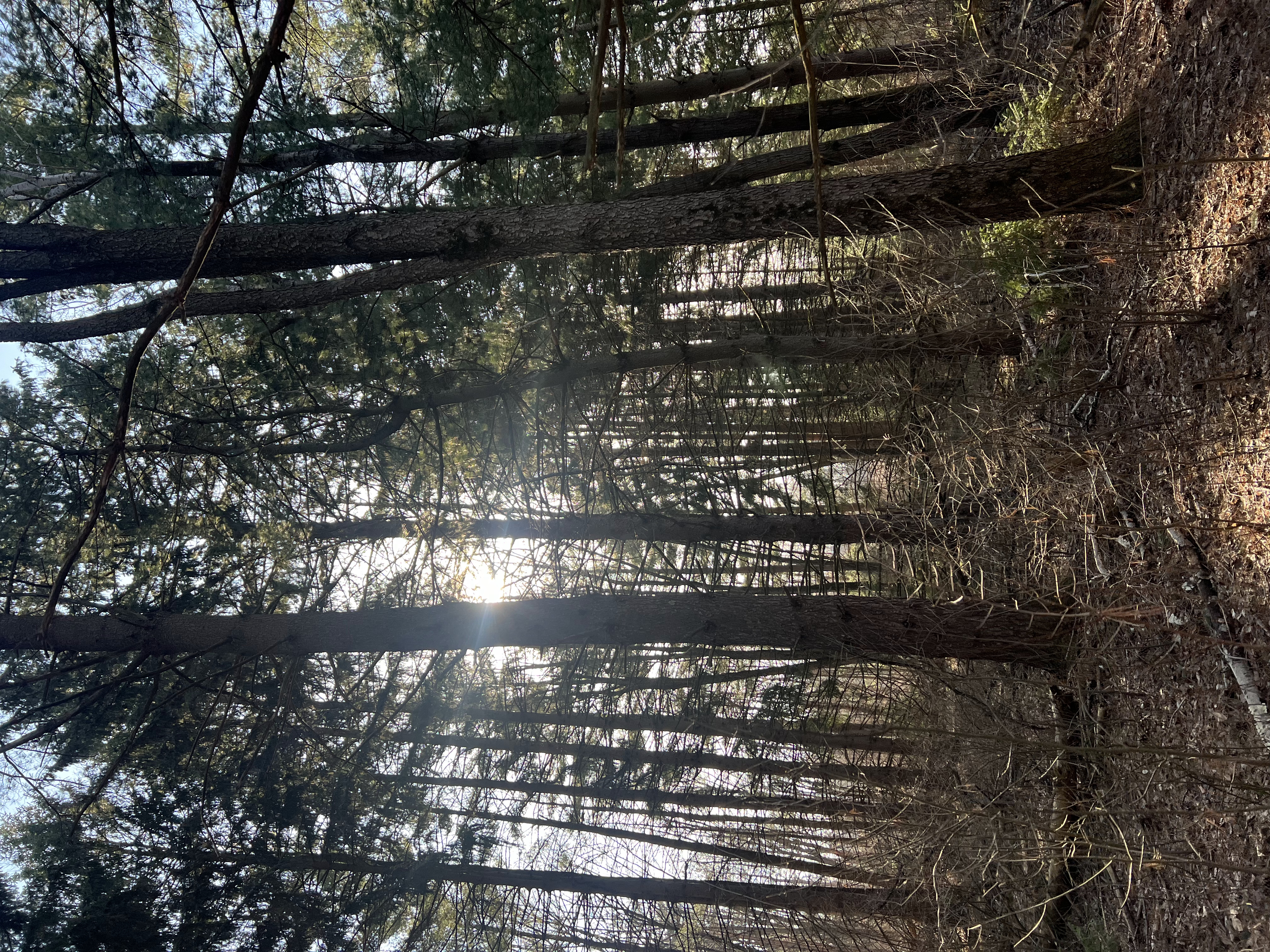 Inclusive community values at MSU